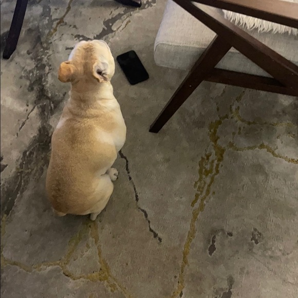 Meet your Posher, Clarence - Picture 1 of 1